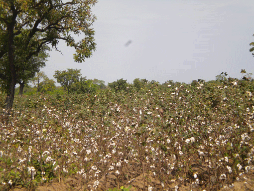 plantation-de-coton