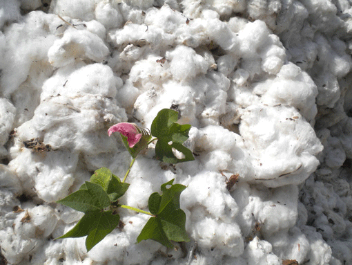 récolte-du-coton